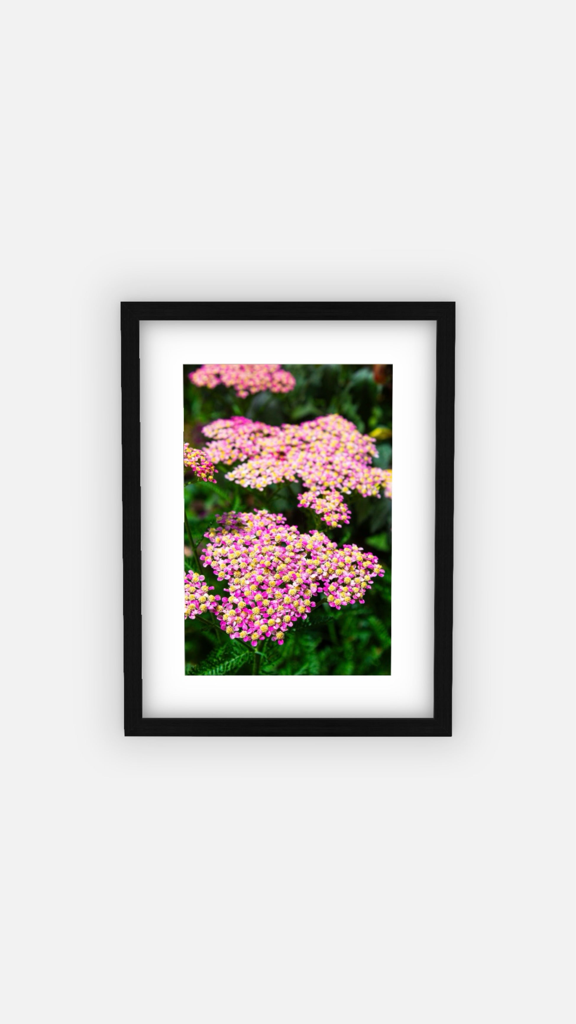 “Bloom” (11x14) Framed Print