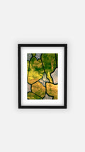 “Glass Garden” (11x14) Framed Print
