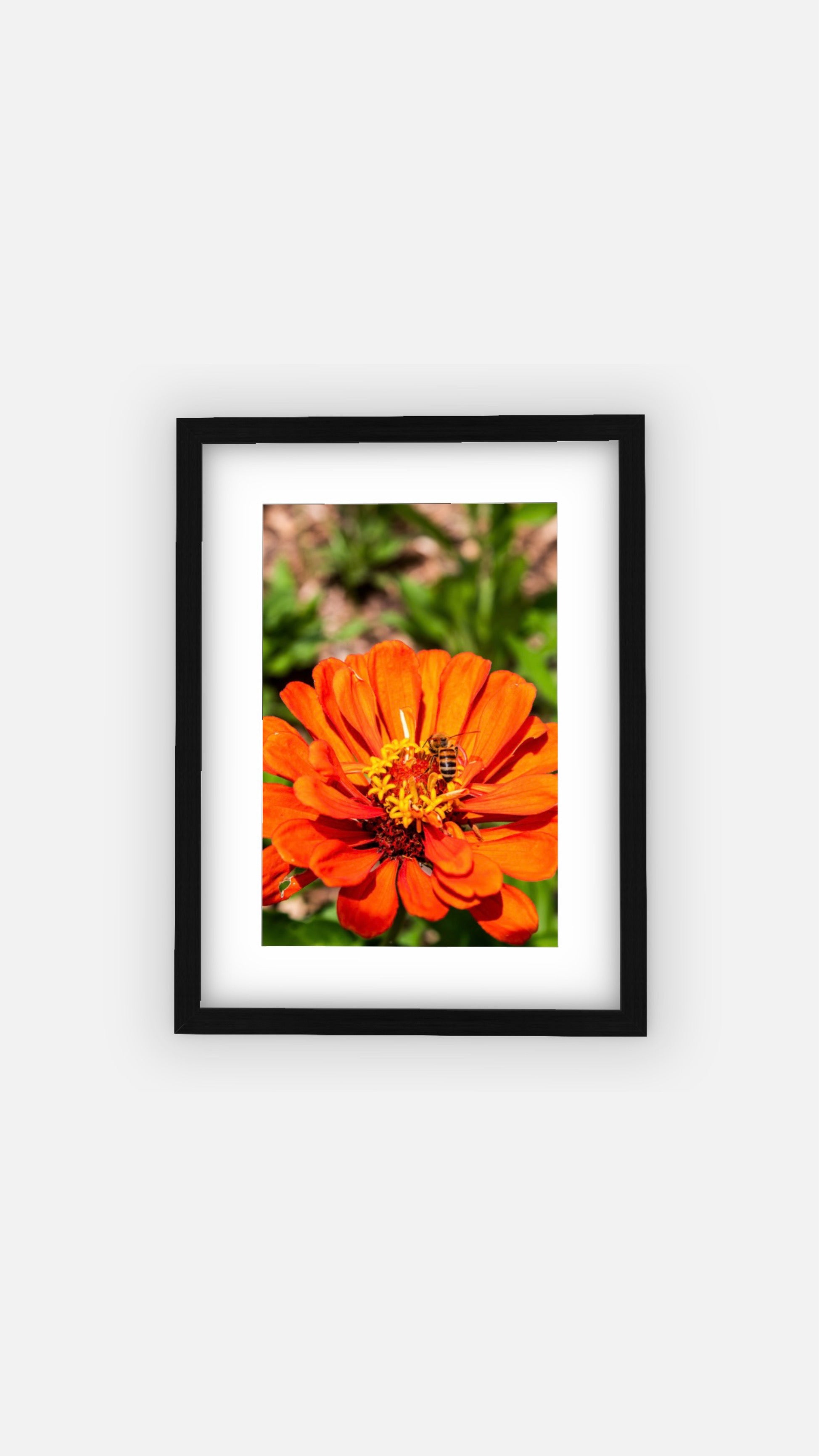 “Golden Hour” (11x14) Framed Print